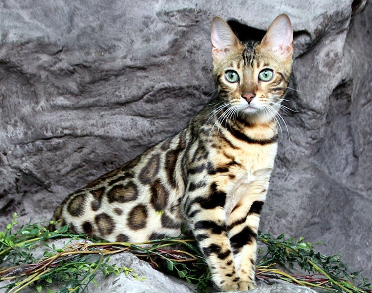 Бенгальская леопардовая кошка