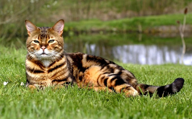 Аравийский МАУ кошка