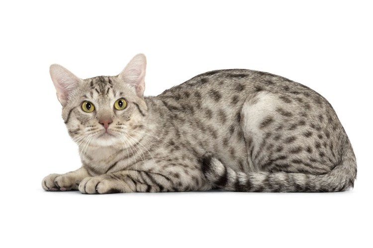 Бенгальская Саванна кошка