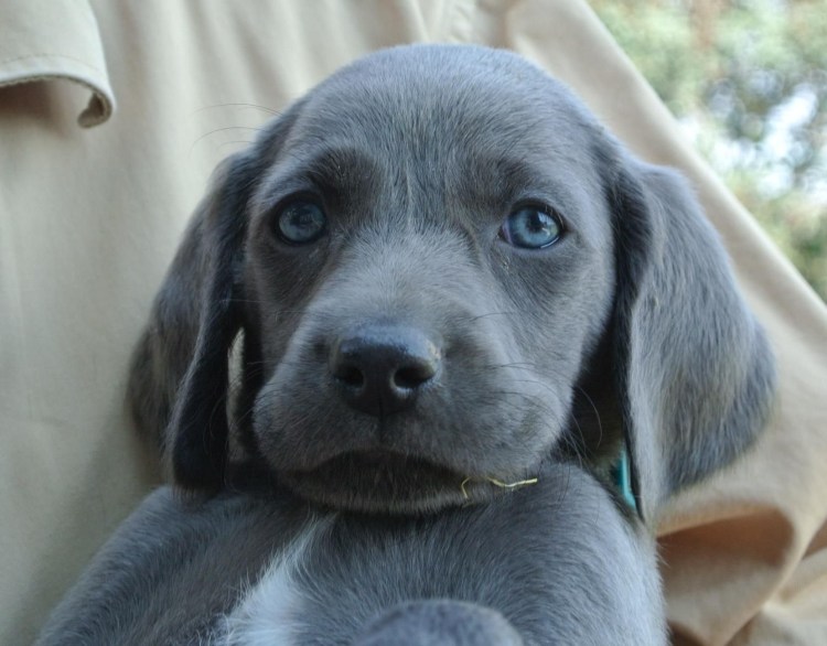 Веймаранер голубой