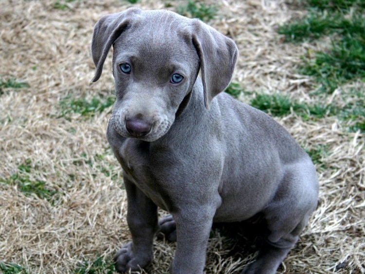 Серая гладкошерстная собака