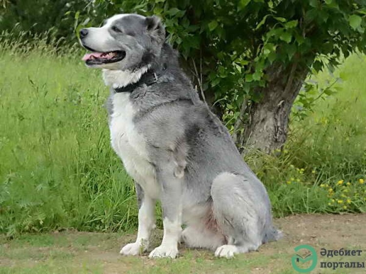Алабай серый