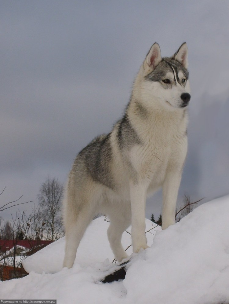 Сибирский хаски серый
