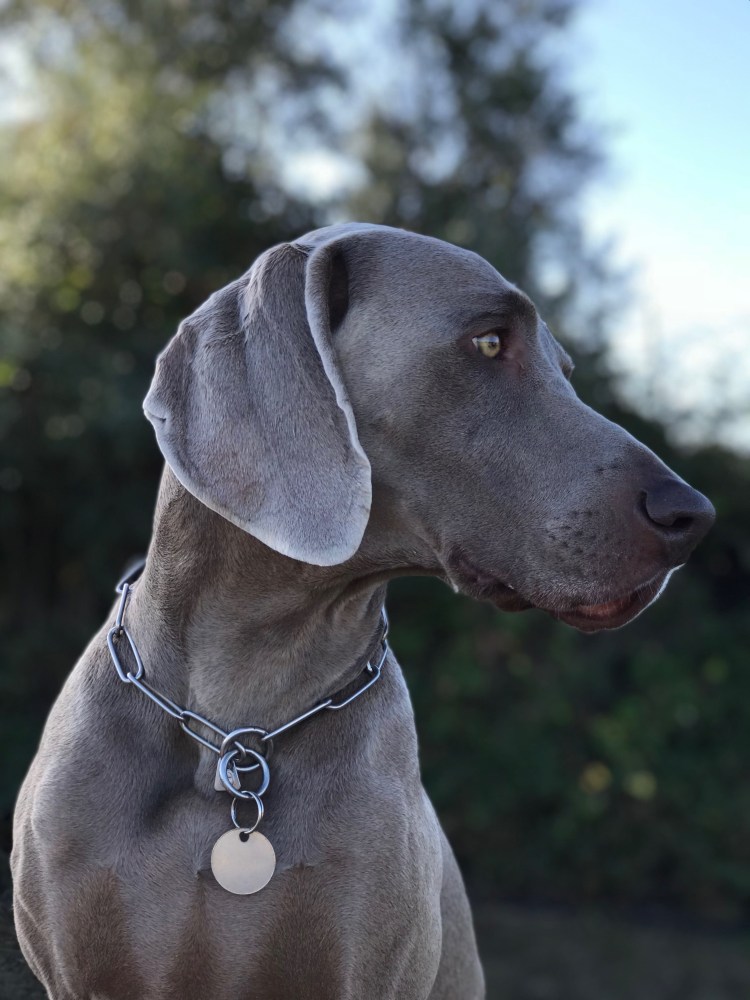 Гончая Веймаранер голубая