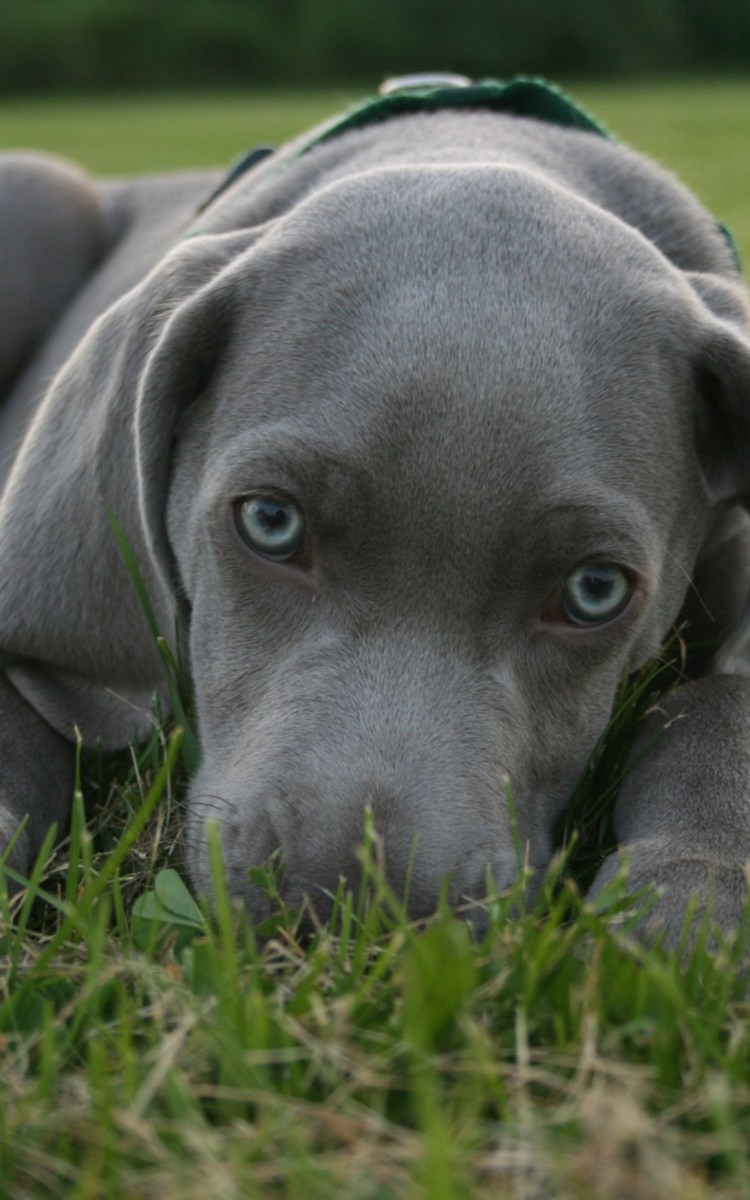 Веймаранер метис