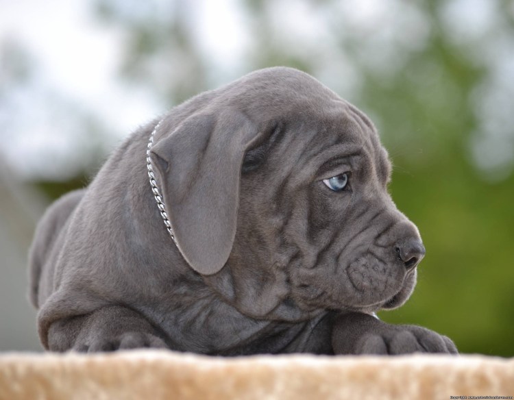 Кане Корсо серый щенок