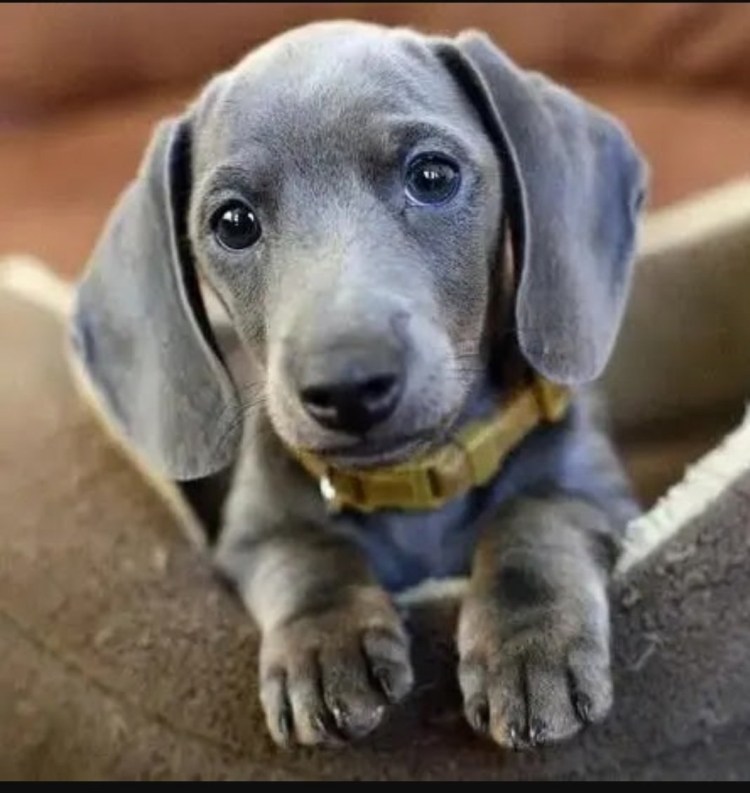 Голубая карликовая такса