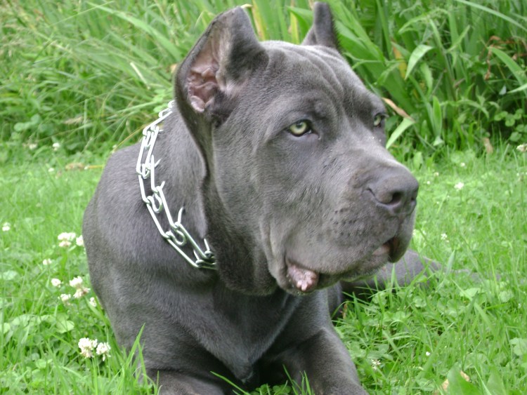 Стаффордширский бультерьер голубой