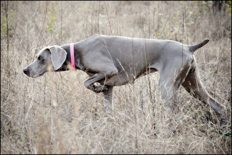 Веймаранер охотник