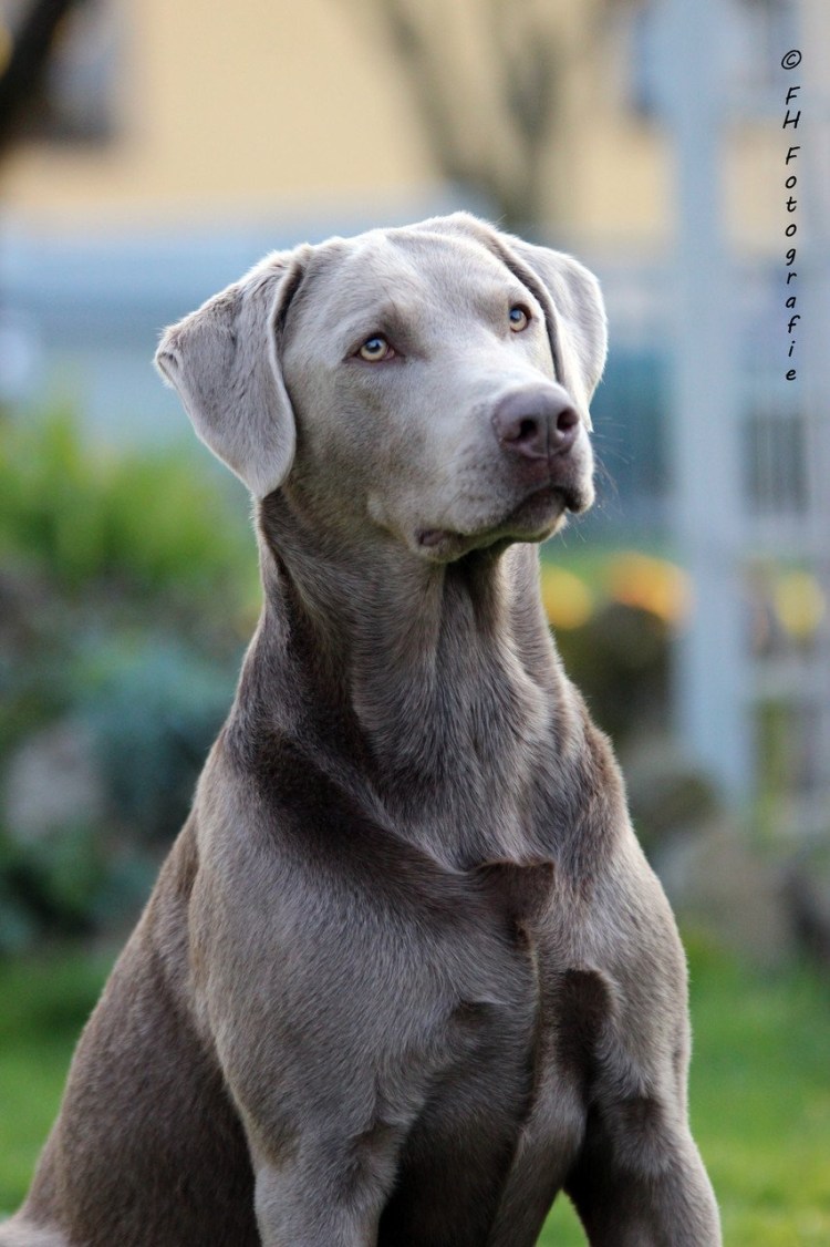 Лабрадор ретривер серый