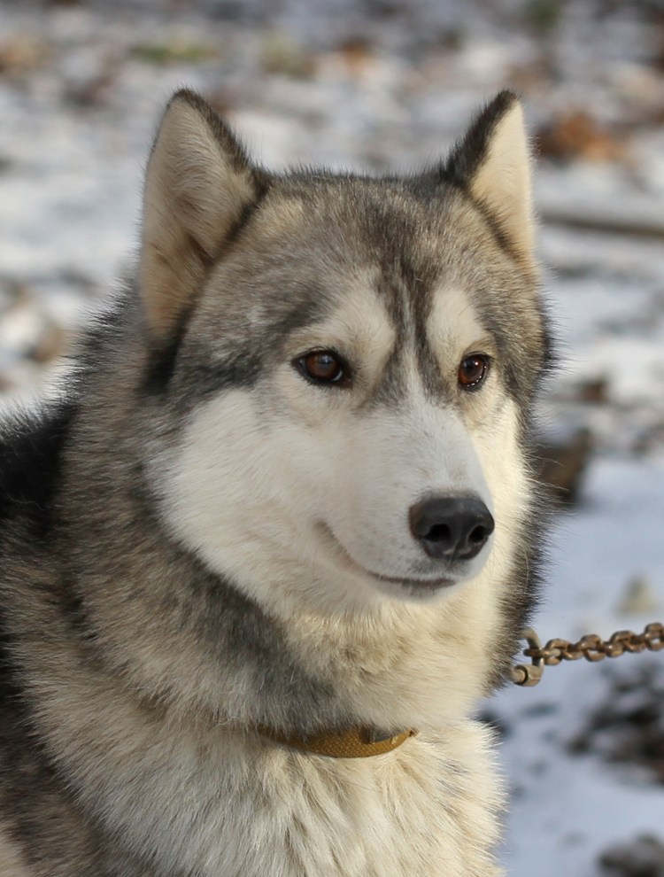 Щенки хаски серые