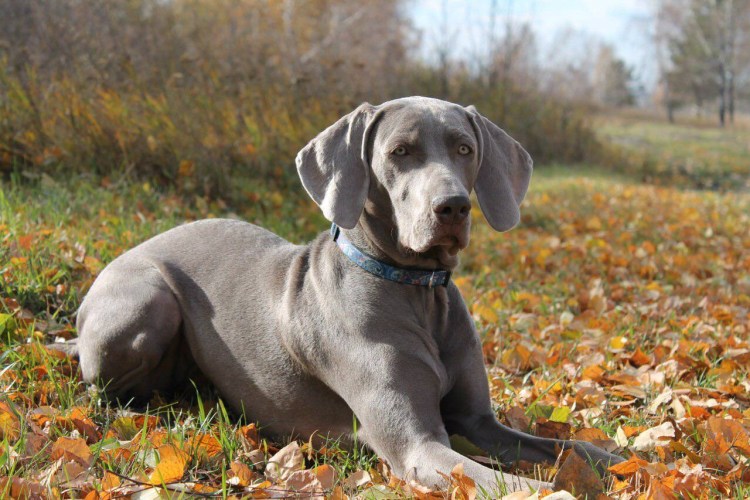 Американский стаффордширский терьер голубой