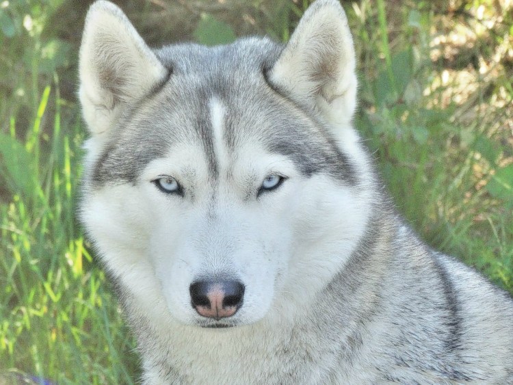 Сибирская хаски серо-белая