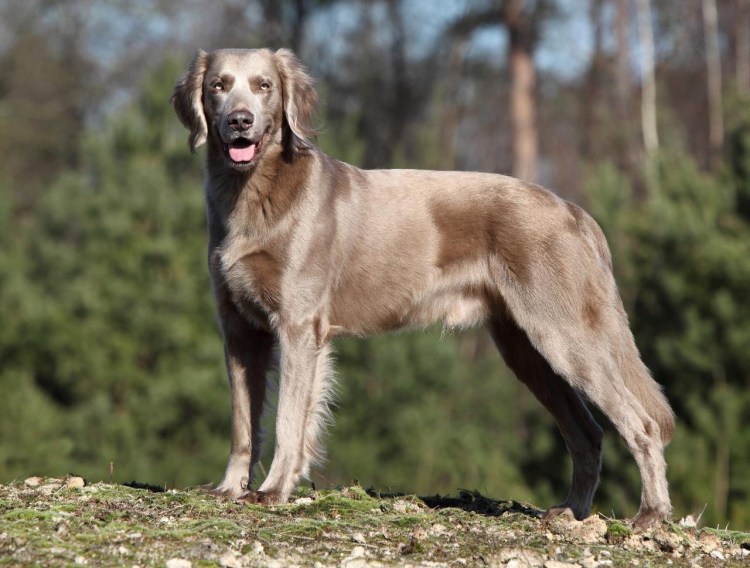 Белая овчарка малинуа