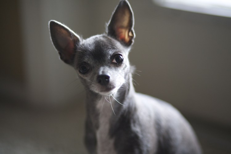 Норвежская лайка элкхаунд