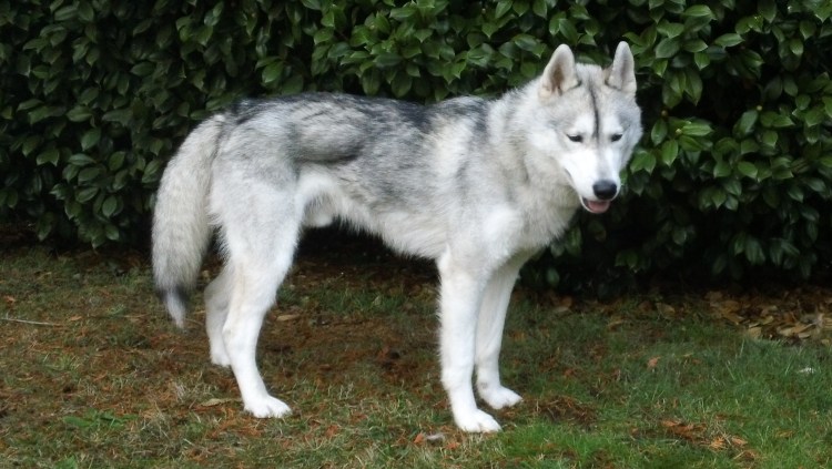 Хаски Волчий окрас
