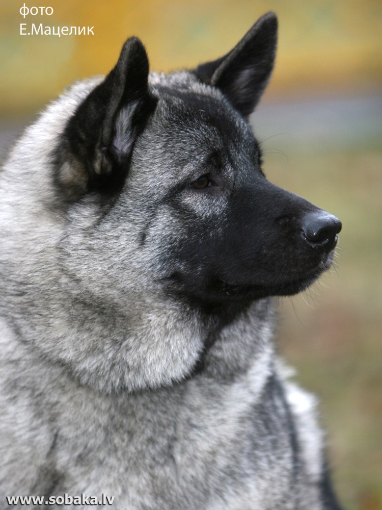 Серые щенки пушистые