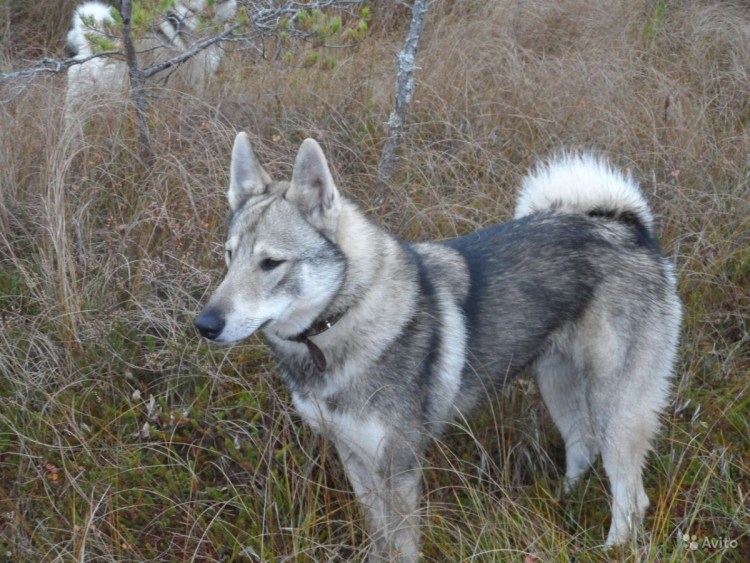 Западно Сибирская лайка