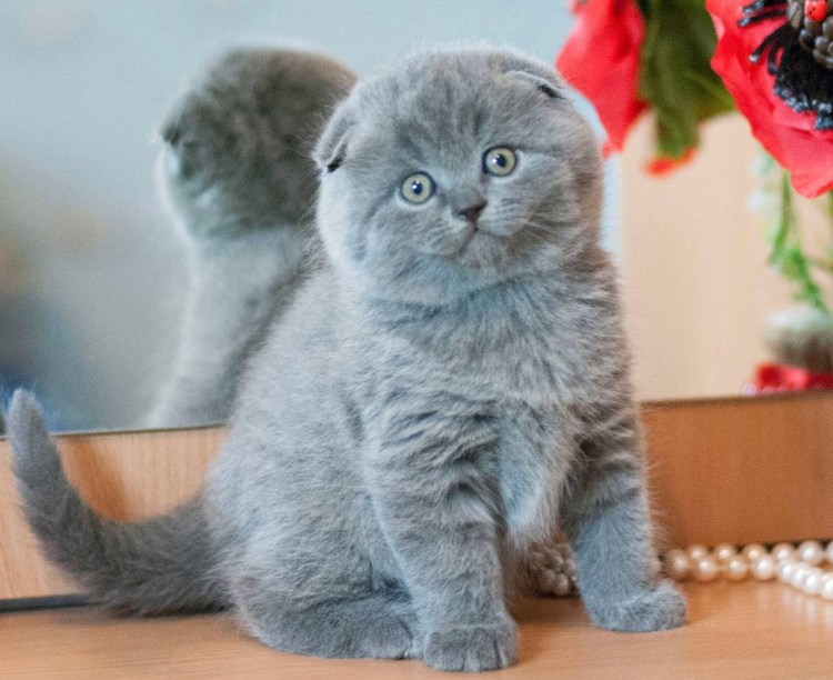 Скоттиш-фолд Шотландская