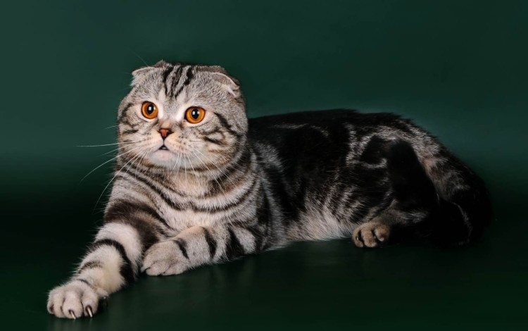 Скоттиш-фолд Шотландская вислоухая