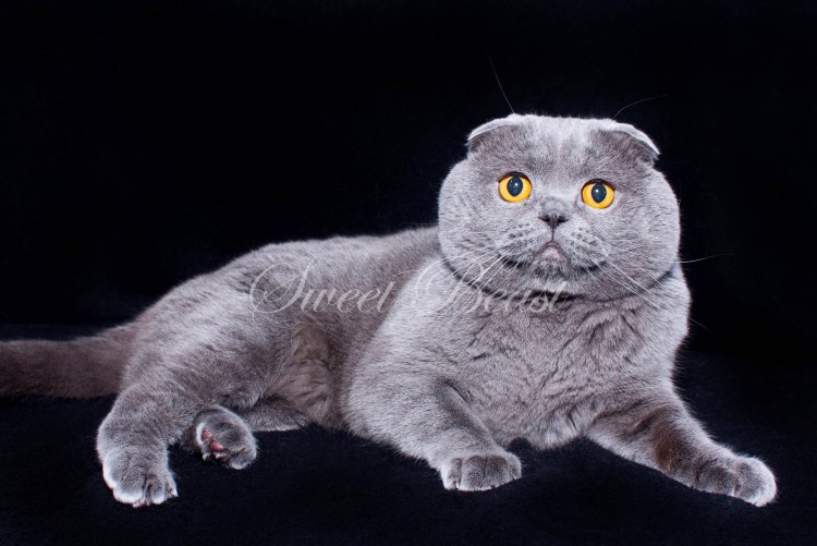 Коты Шотландские вислоухие скоттиш фолд