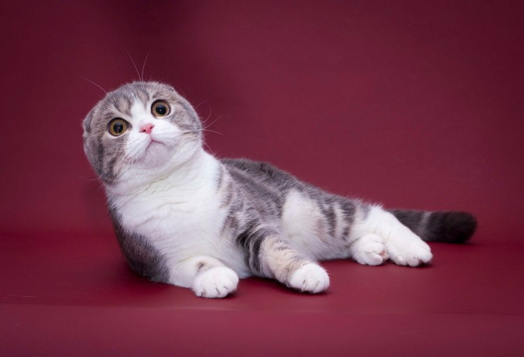 Шотландская вислоухая кошка