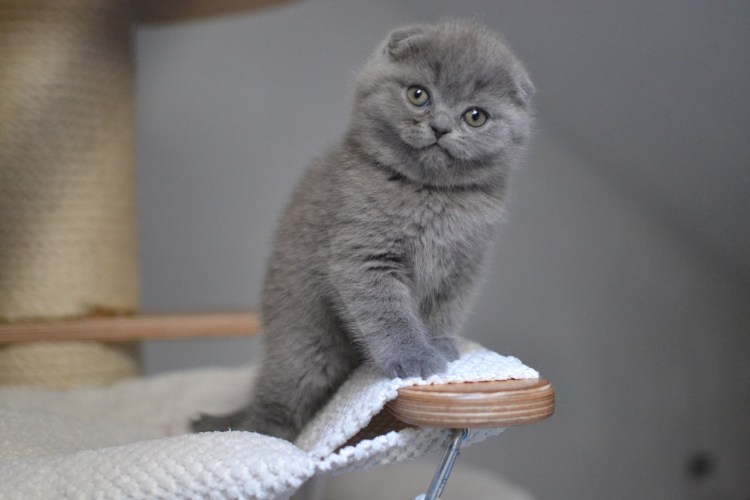 Шотландский вислоухий кот скоттиш фолд