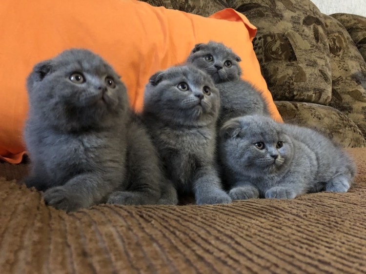 Шотландская вислоухая кошка