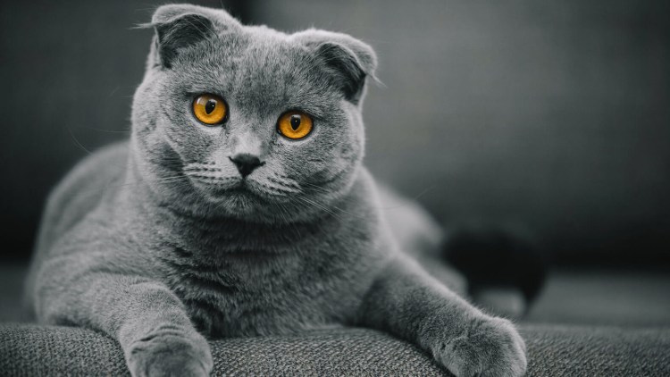 Шотландские котята вислоухие полосатые