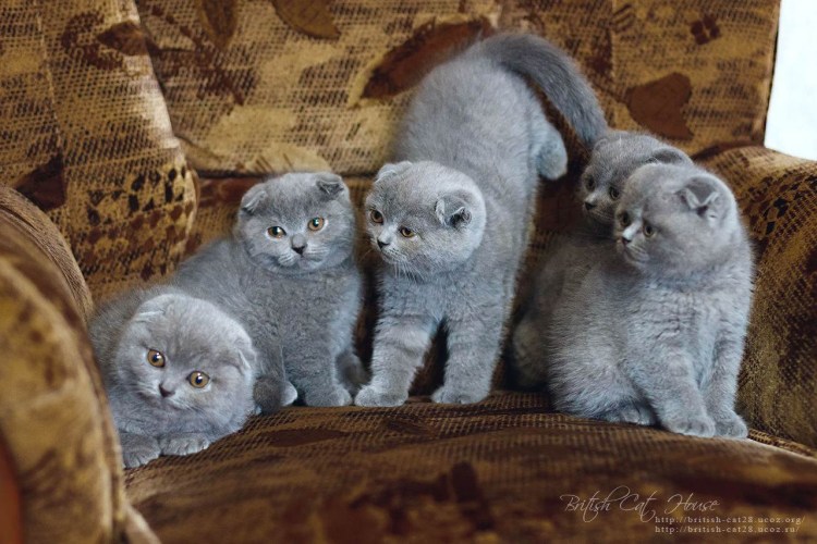 Шотландская вислоухая черный табби