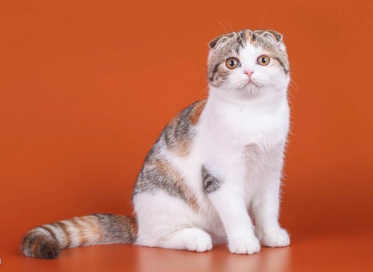 Скоттиш-фолд Шотландская вислоухая