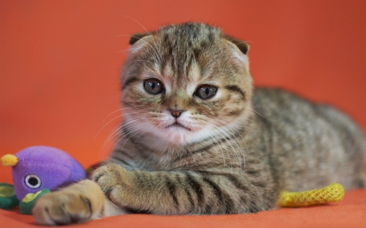 Кольцехвостый скоттиш фолд