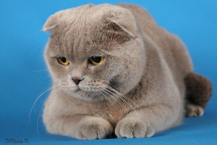 Голландская кошка вислоухая