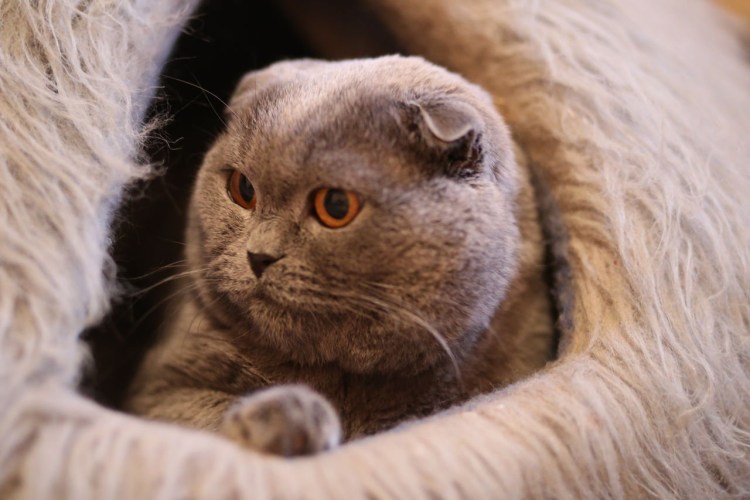 Британский скоттиш фолд