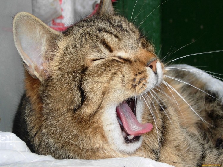 Беззубый кот