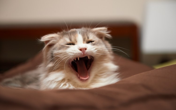 Кот зевает и потягивается