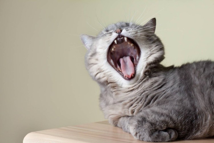 Кошка зевает
