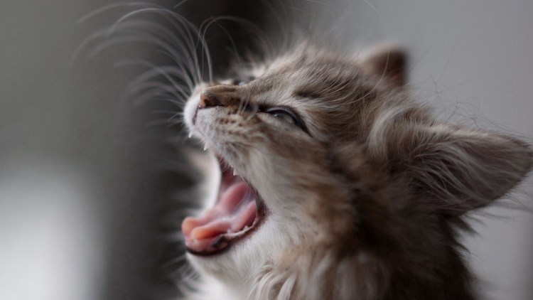 Кот с открытой пастью