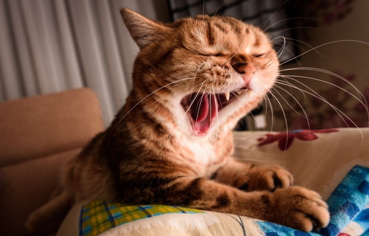 Рыжий кот зевает