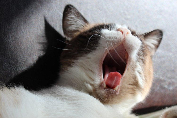 Кот с открытой пастью