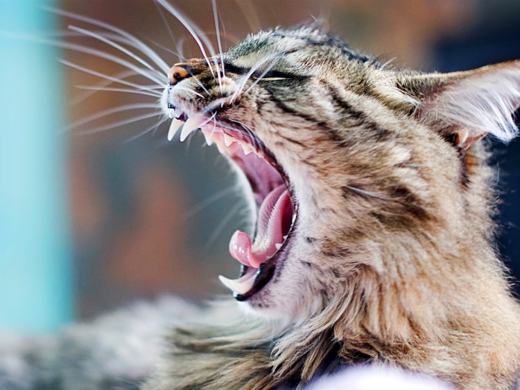 Котик зевает