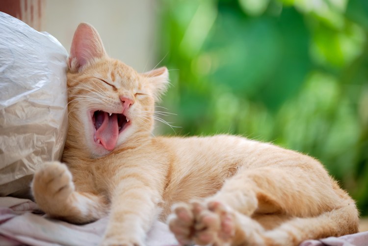 Котенок зевает