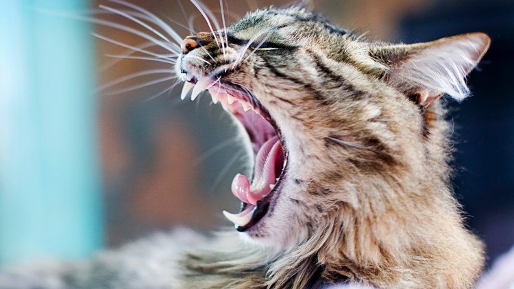 Кричащий кот