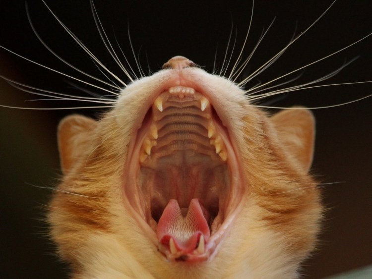 Кот зевает