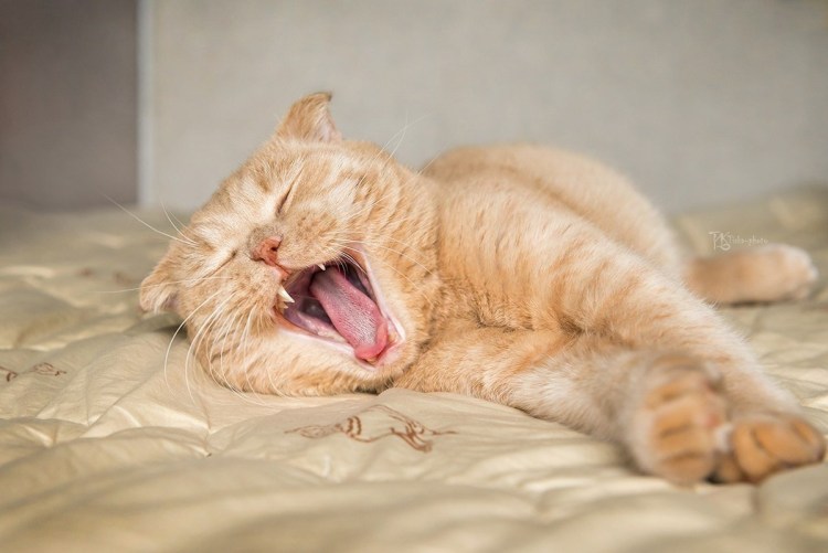 Котик проснулся