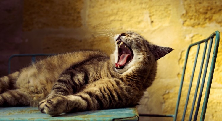 Зевает и потягивается