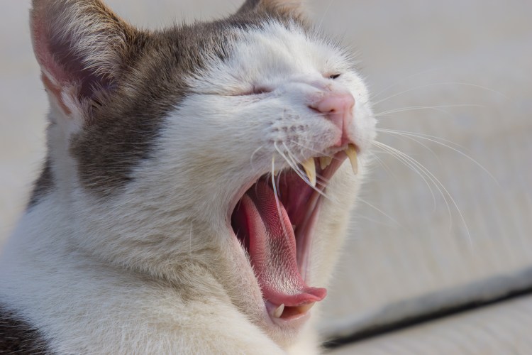 Кот кривляется