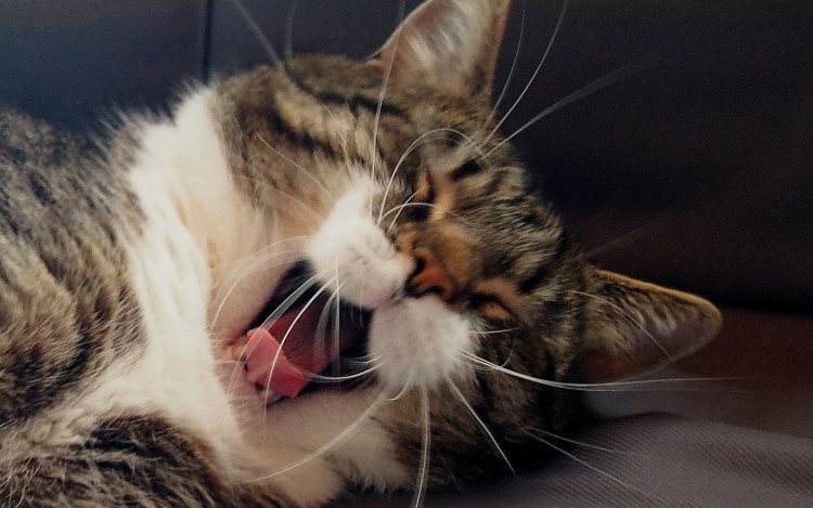 Кот с большими зубами белый