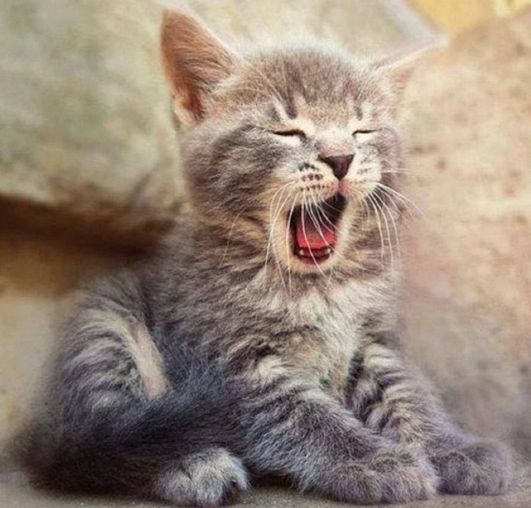 Котенок потягивается