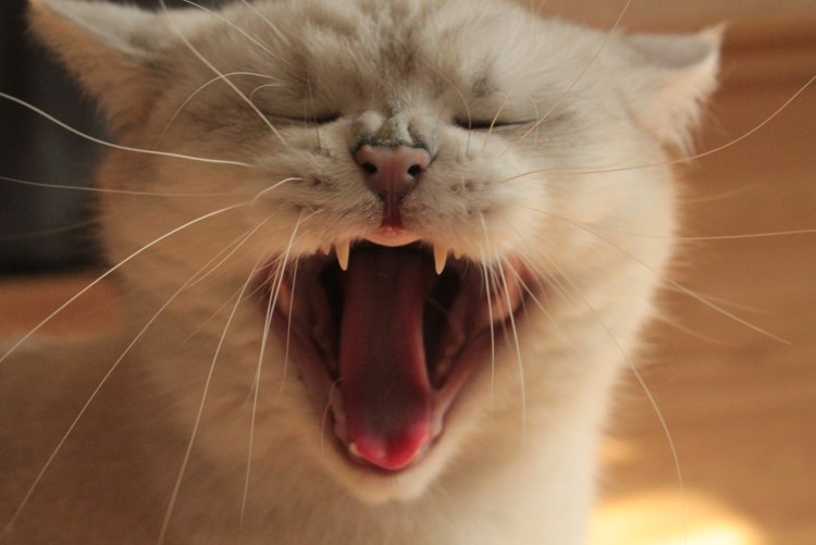 Котики смешные